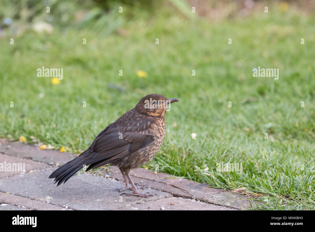 European Blackbird fledgling in Sussex Garden. Stock Photo