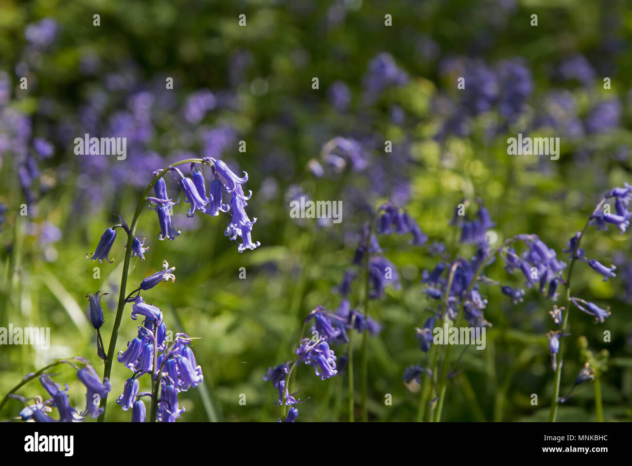 Native English Bluebells in Sussex woodland during Springtime. Stock Photo