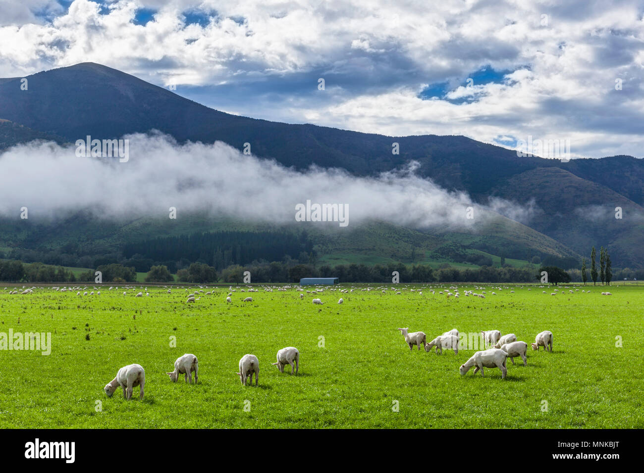 sheep grazing in a green field background of mountains and low cloud in the sunshine New Zealand South Island Stock Photo
