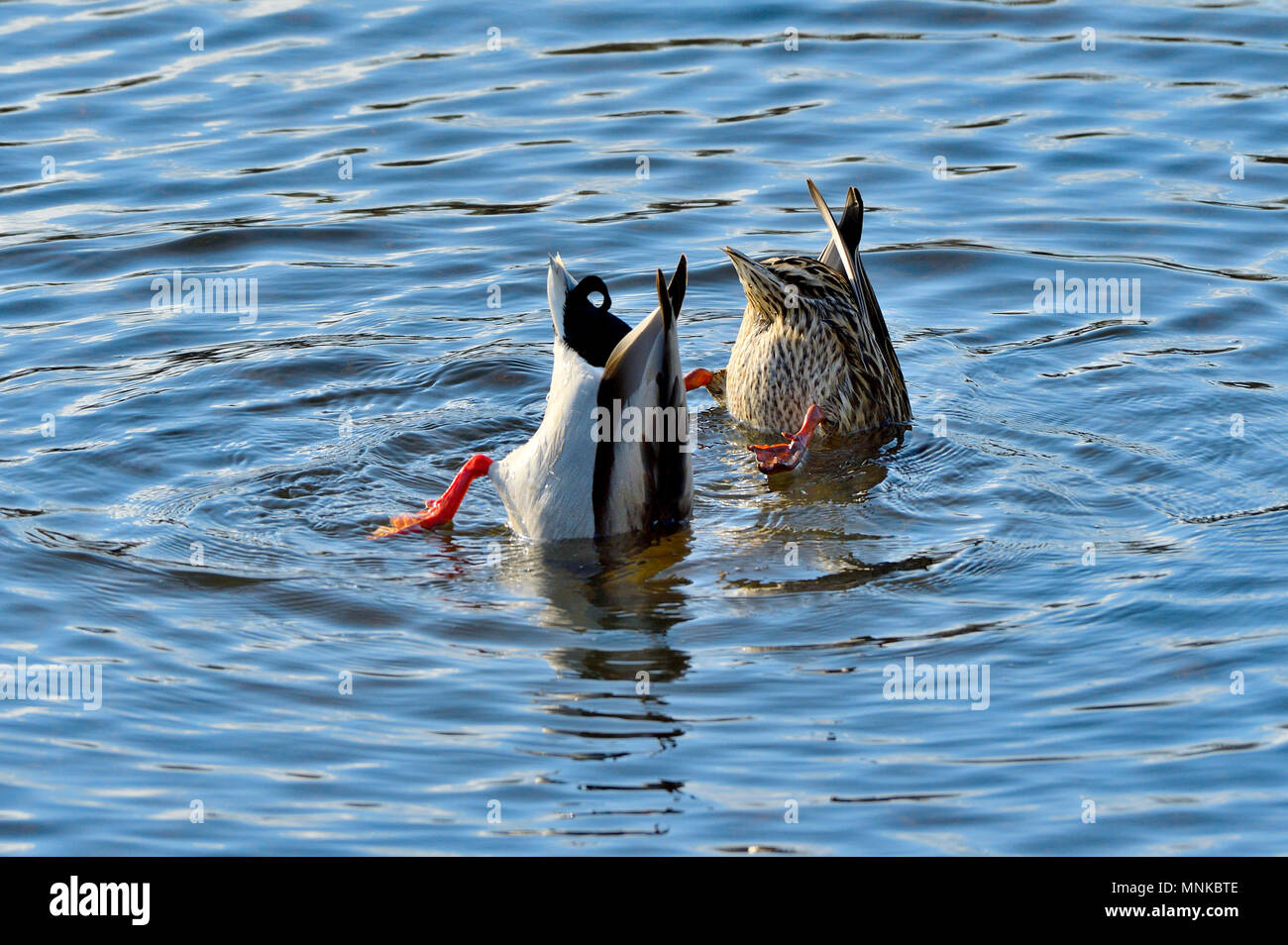 Two Mallard ducks  (Anas platyrhynchos) foraging for underwater plants in the beaver pond at MaxwellLake near Hinton Alberta Canada Stock Photo