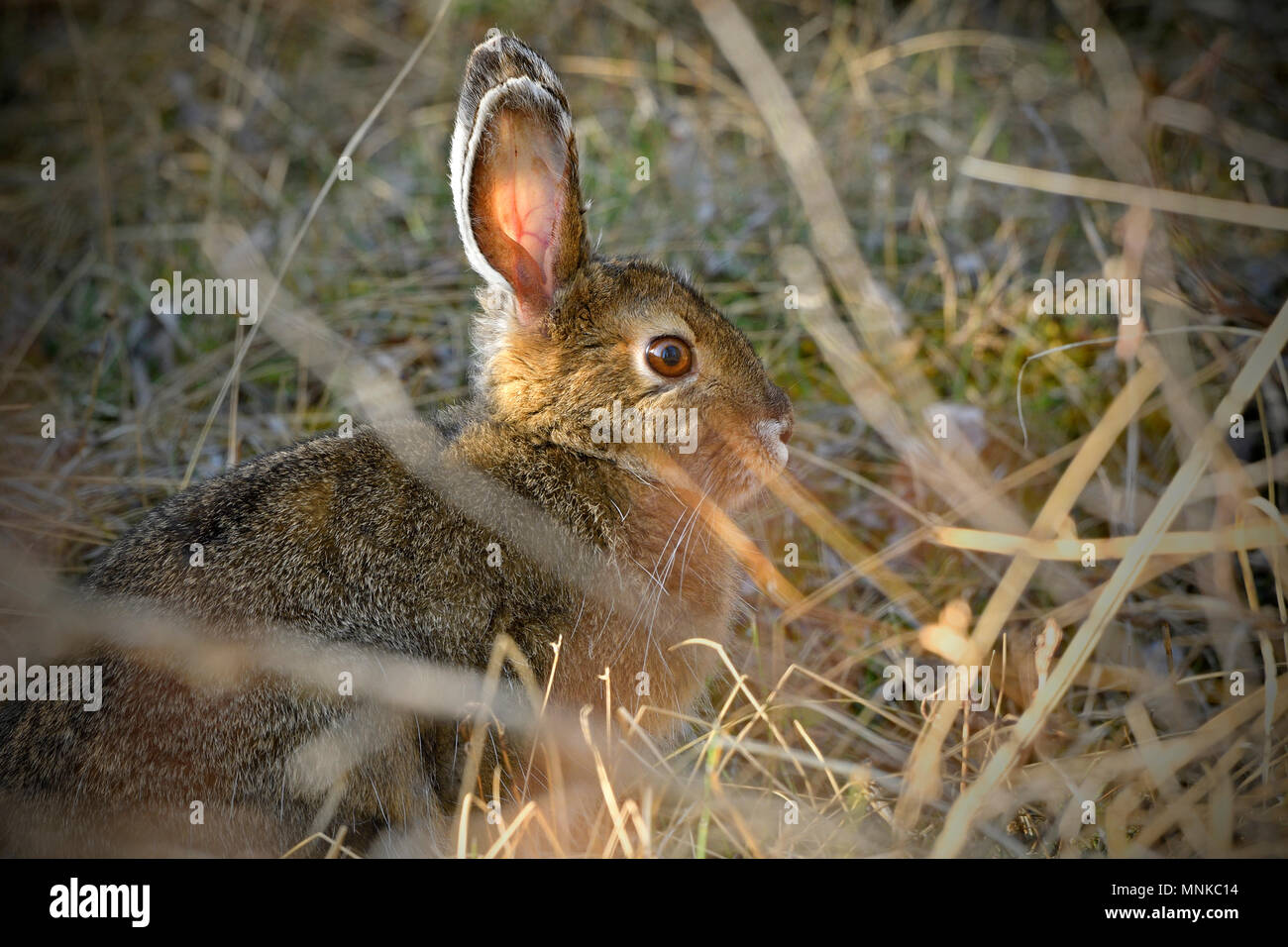 A horizontal image of a snowshoe hare (Lepus americanus); in his brown