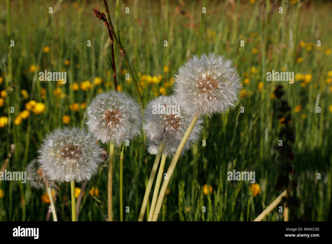 Closeup of dandelions in field Stock Photo