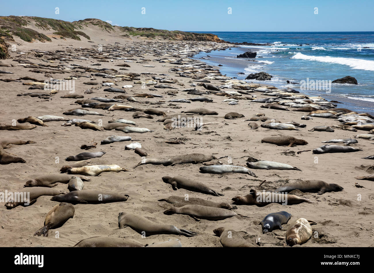 Elephant Seals at Vista Point in Piedras Blancas, California Stock