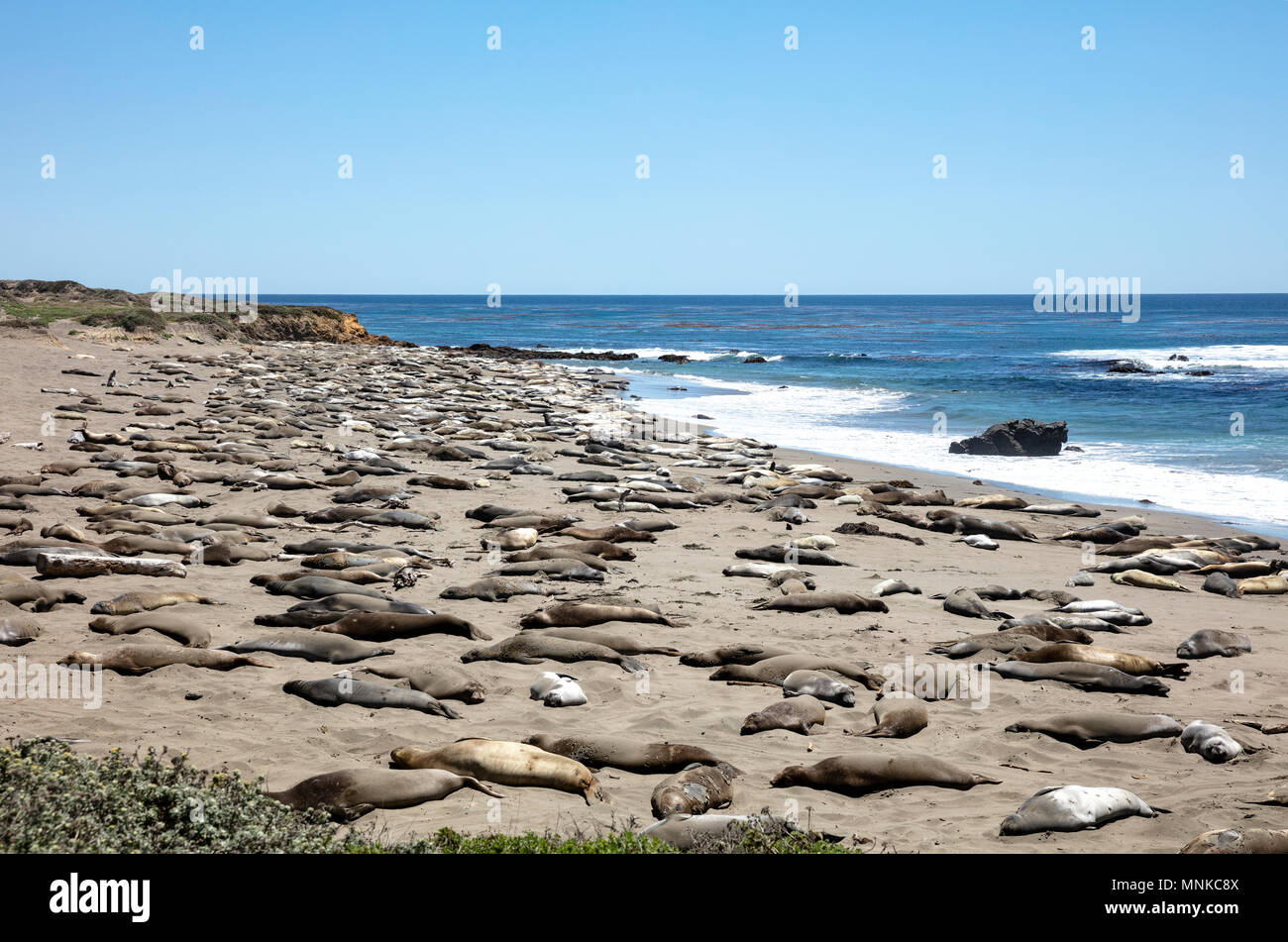 Elephant Seals at Vista Point in Piedras Blancas, California Stock Photo Alamy
