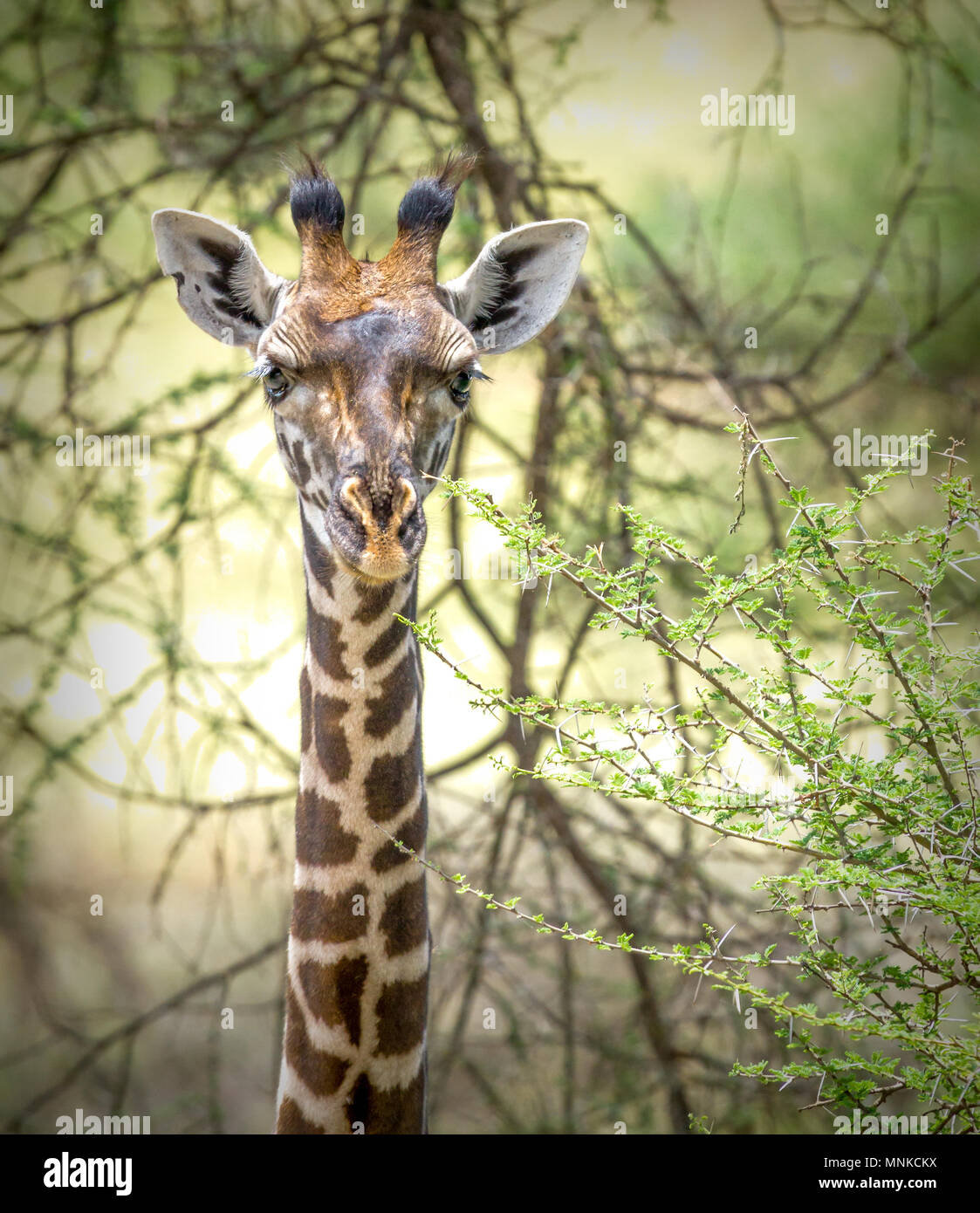 Giraffa camelopardalis in Tarangire National Park in Tanzania Stock Photo
