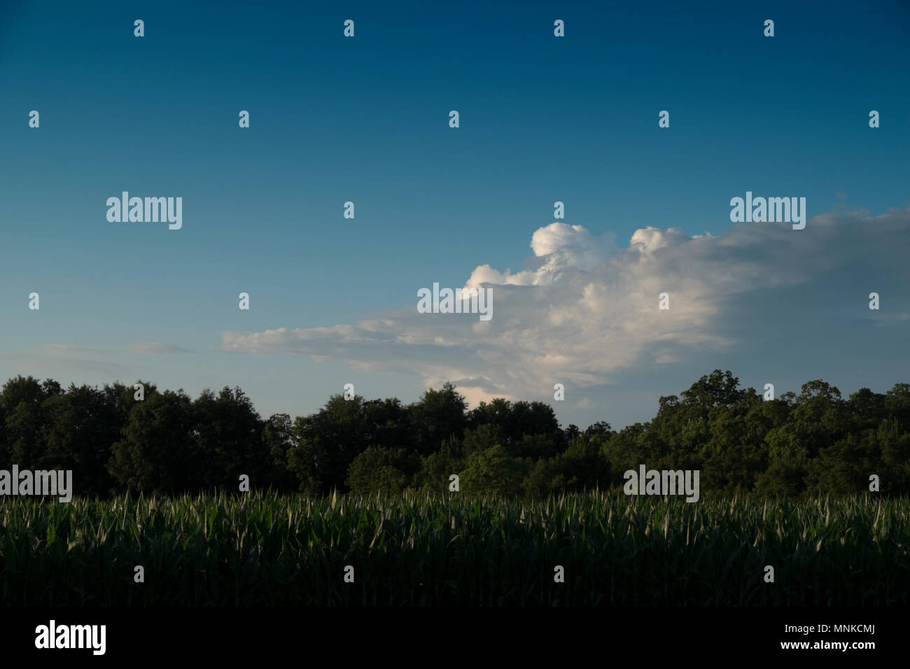 Rain clouds over forest hi-res stock photography and images - Alamy