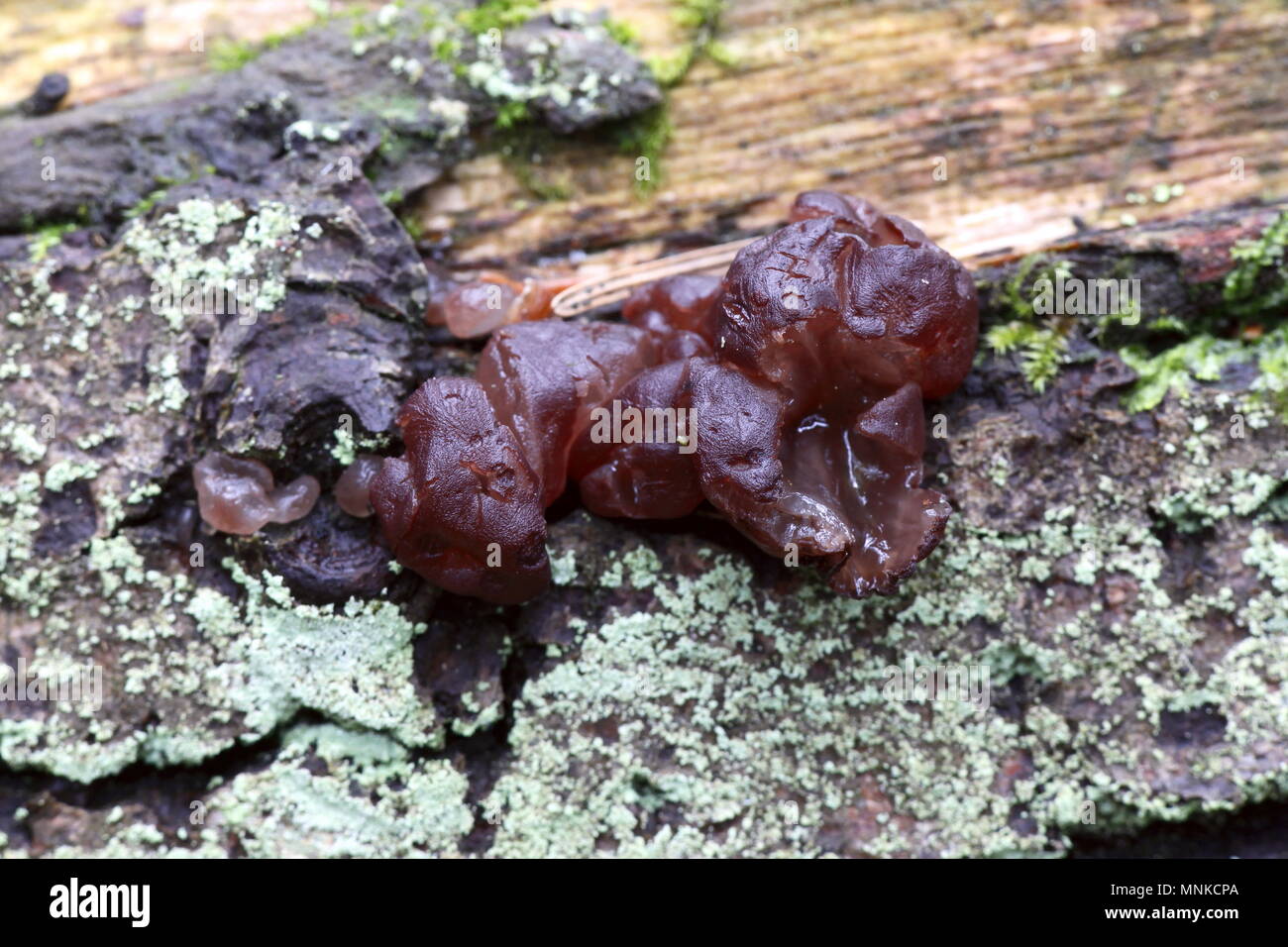 Jelly fungus, Ascotremella, faginea, growing on oak stump Stock Photo