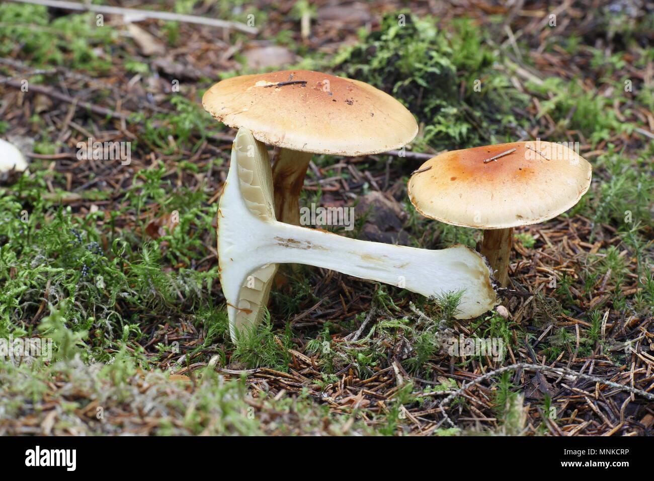 Cortinar webcap, Cortinarius aureofulvus, wild mushroom from Finland Stock Photo