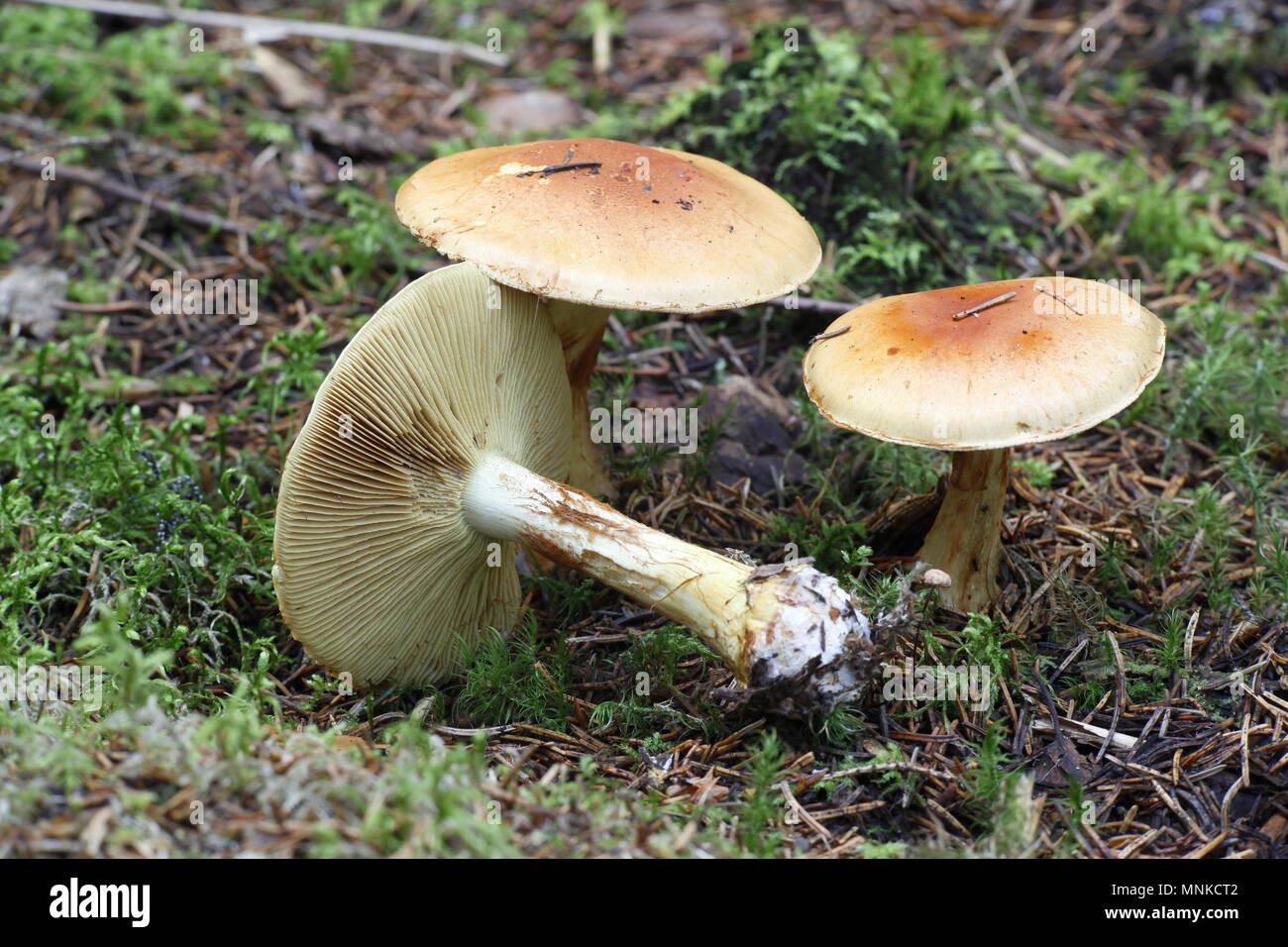 Cortinar webcap, Cortinarius aureofulvus, wild mushroom from Finland Stock Photo