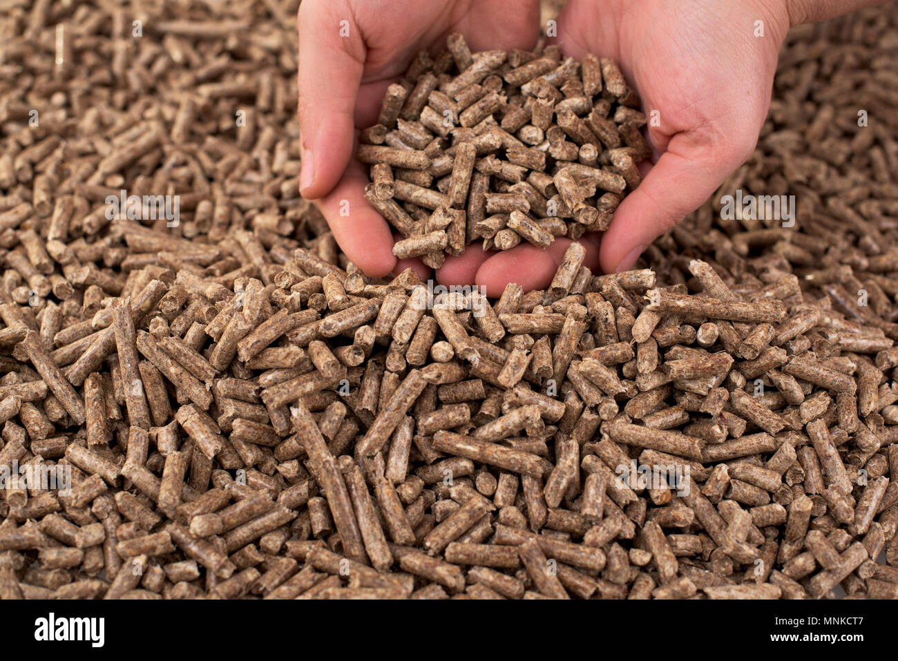 Fir wooden biomass in female hands Stock Photo