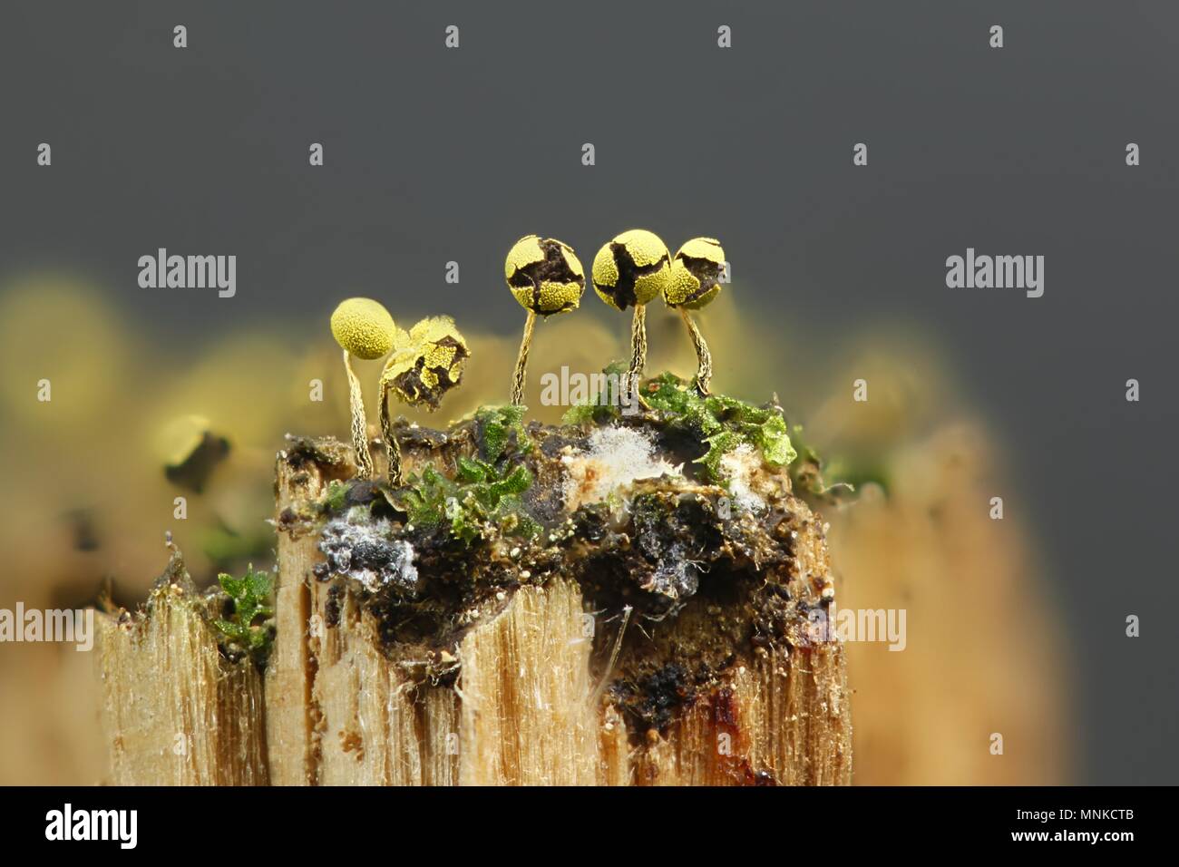 Golden slime mold, Physarum viride var.  aurantiacum Stock Photo