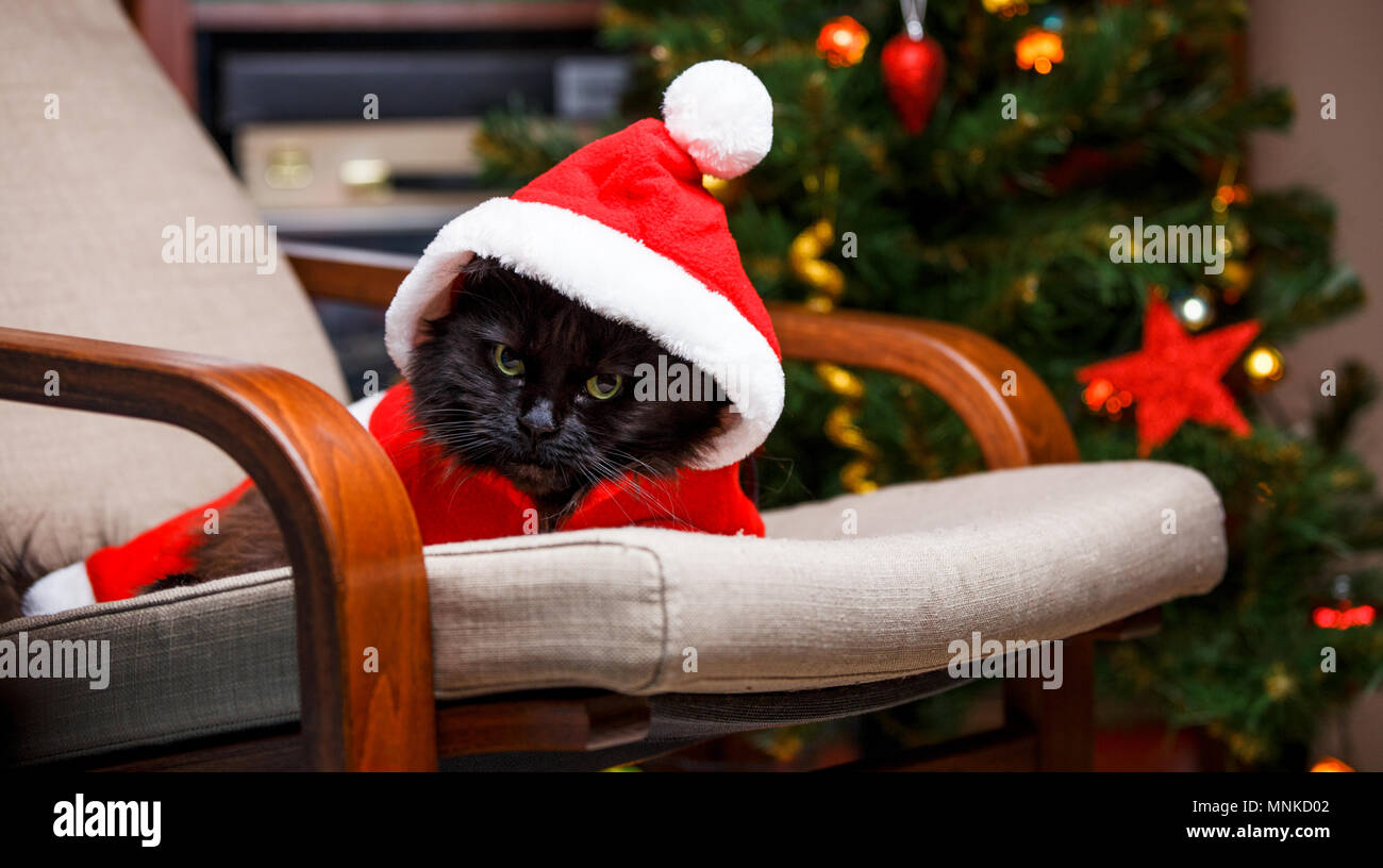 New Year’s photo of black cat in Santa costume Stock Photo - Alamy
