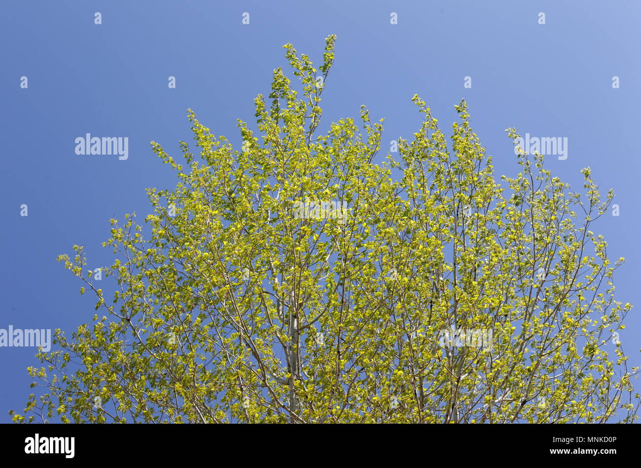 Quebec,Canada.White Poplar leaves in the spring Stock Photo