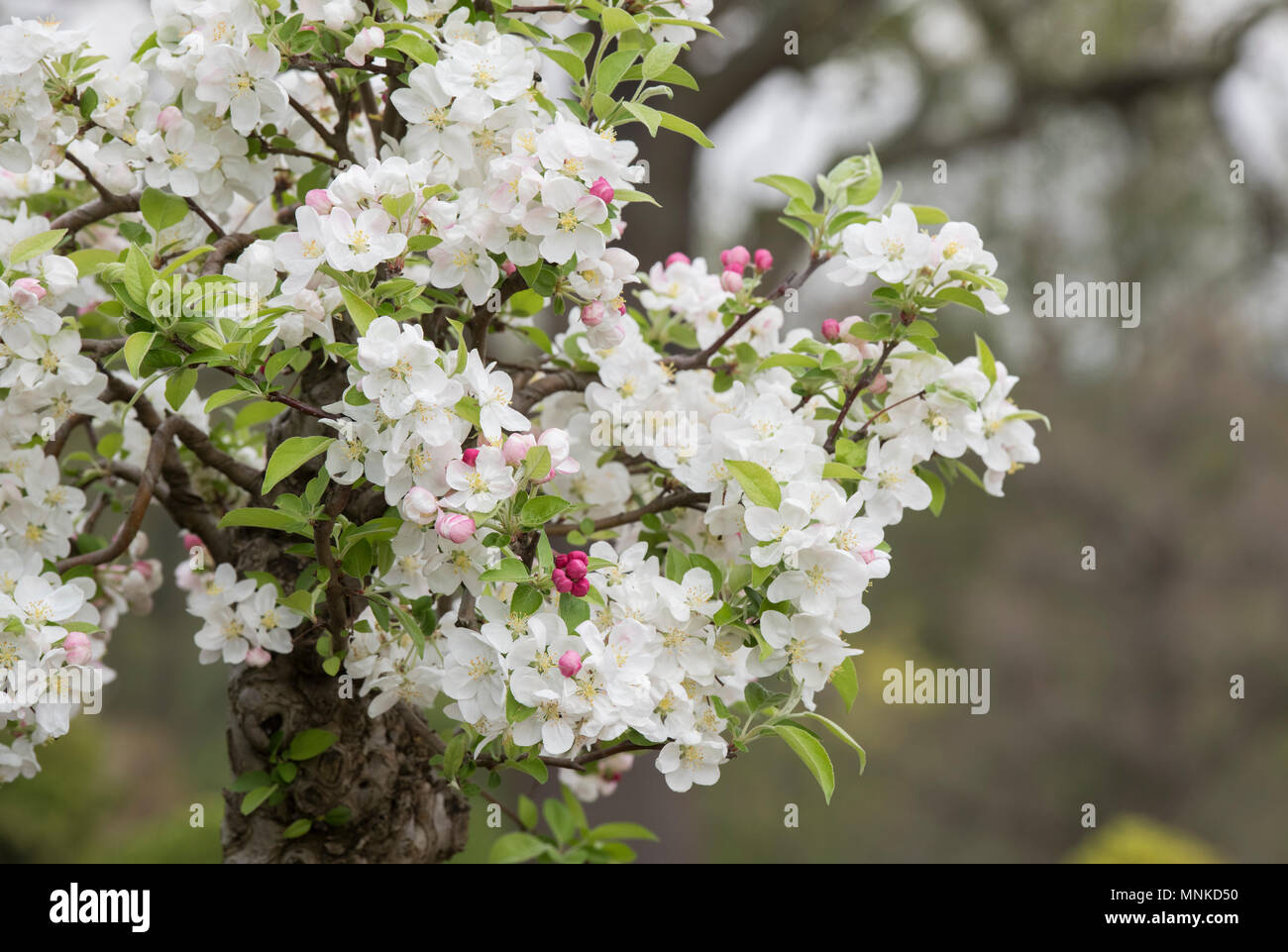 Malus Domestica. Bonsia Apple tree blossom in spring. UK Stock Photo