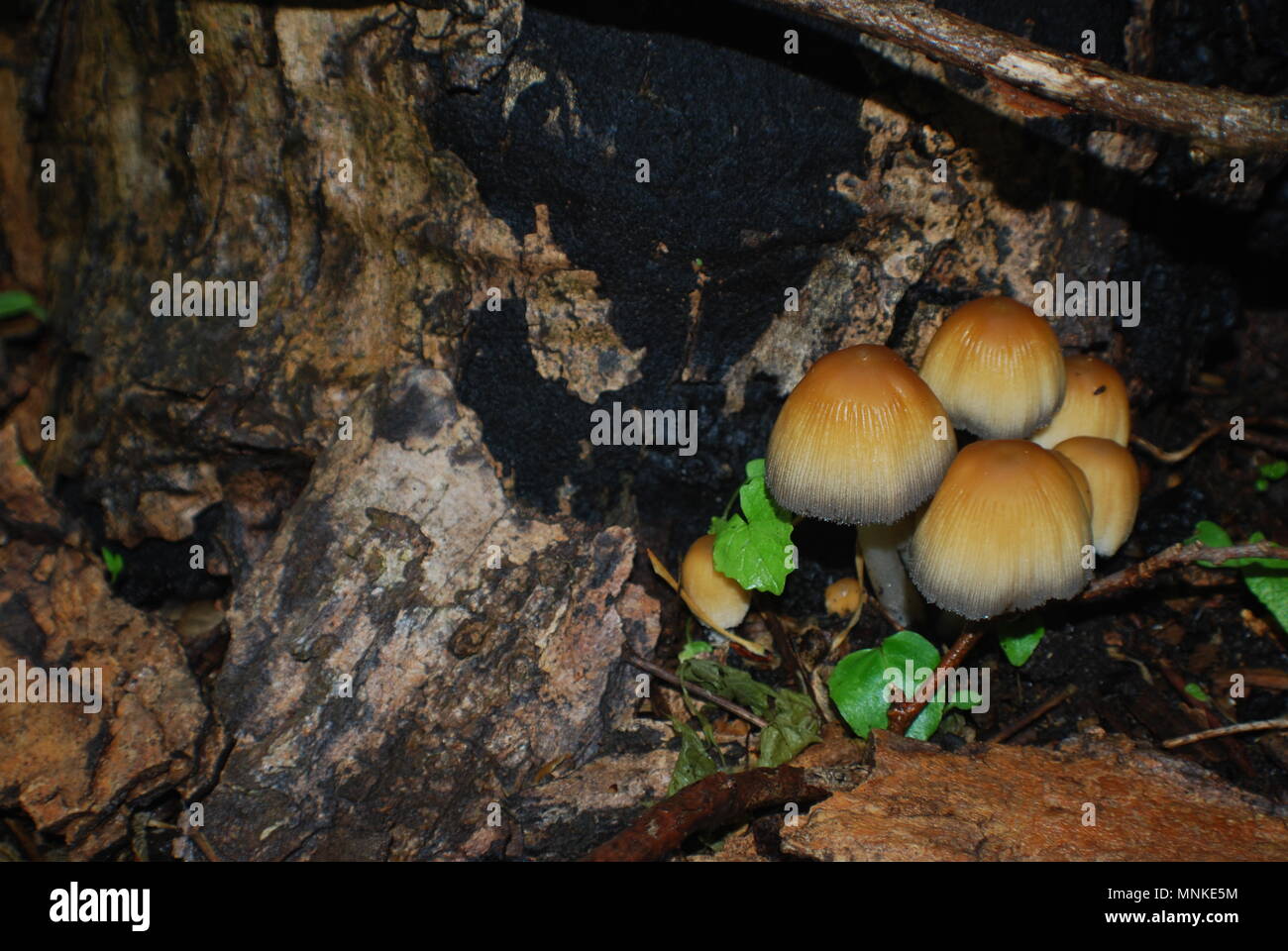 Mushrooms After Rain Stock Photo Alamy
