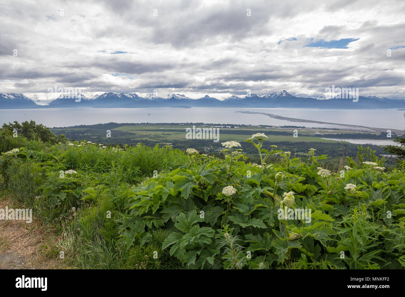 A hedgerow of weeds and cow parsnip provides green foreground below the striking Homer spit leading across Kachemak Bay to snow-topped mountains Stock Photo