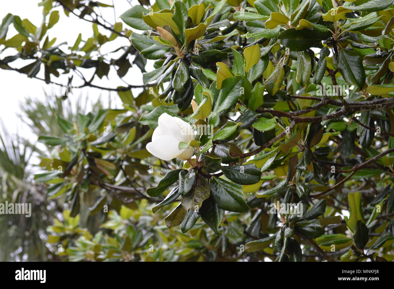 Magnolia Blossoms in the Rain Stock Photo - Alamy