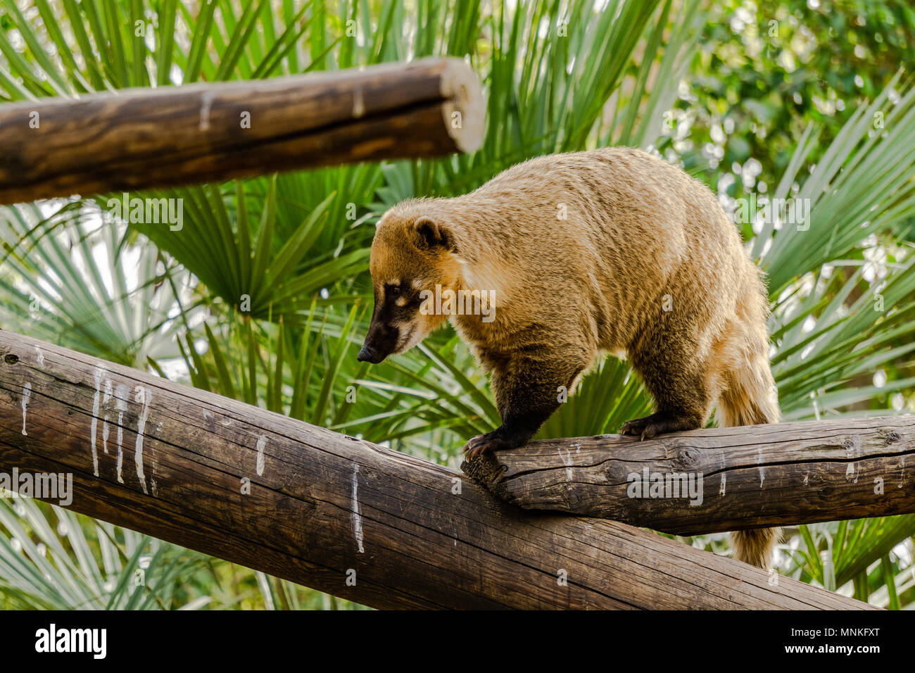Zoo animal fauna hi-res stock photography and images - Alamy