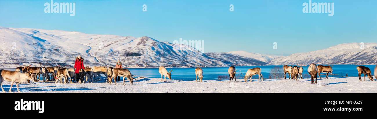 Panorama family of mother and her daughter outdoors feeding reindeers on sunny winter day in Northern Norway Stock Photo