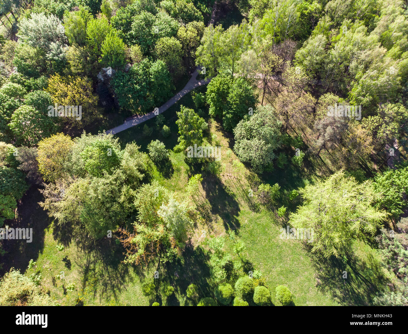 aerial top view of summer green trees and walking path in city park ...