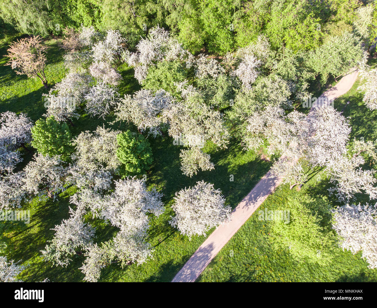 aerial top view of blooming apple trees in springtime. drone photography Stock Photo