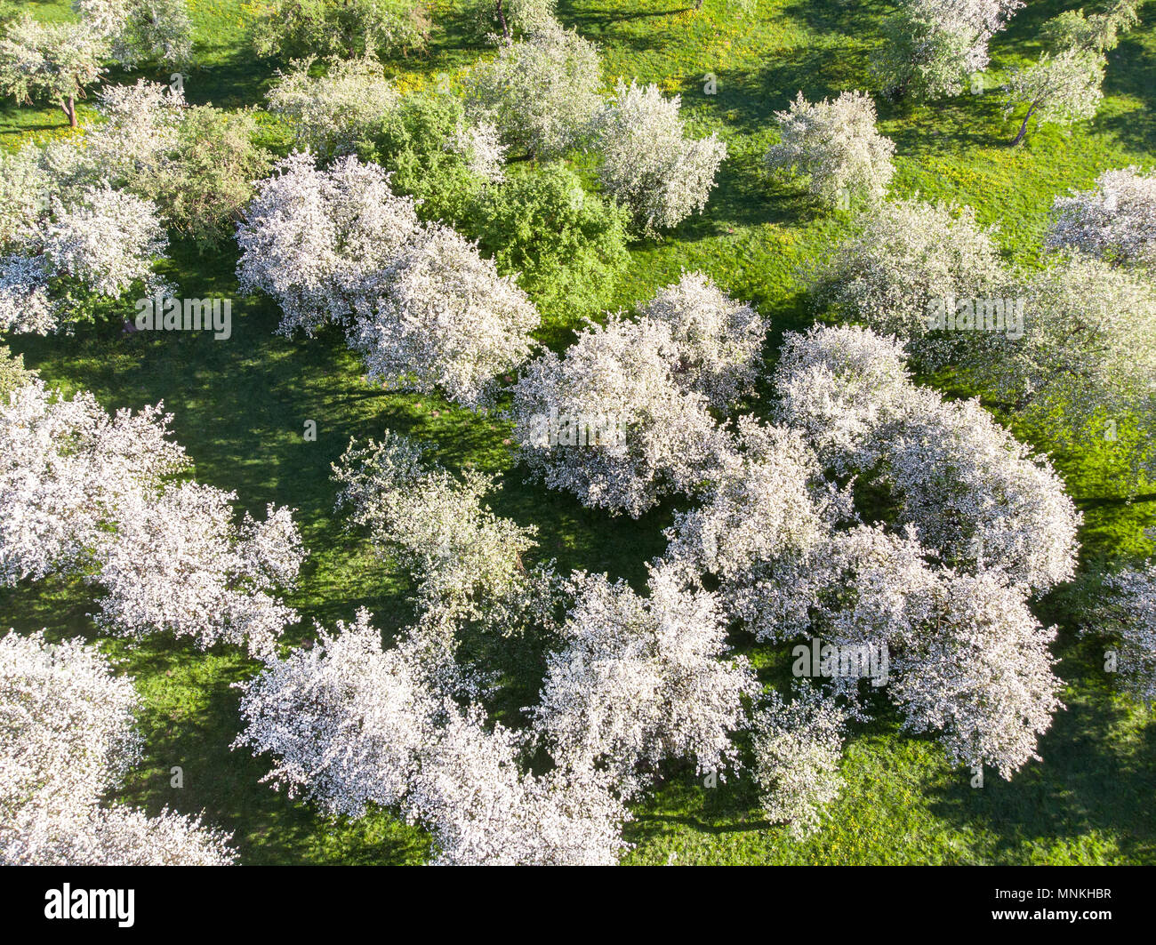top view from drone to apple orchard in sunny day Stock Photo