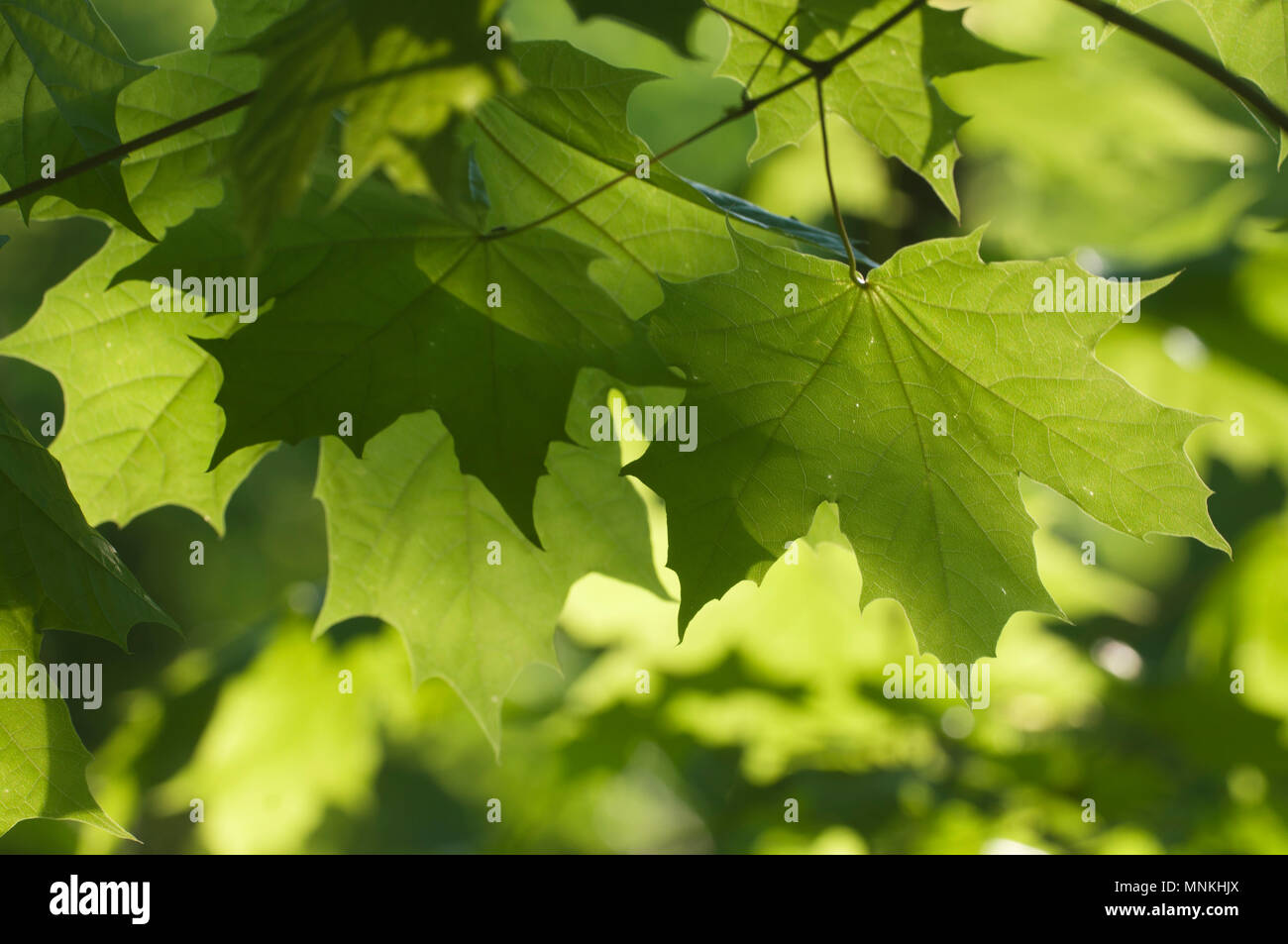 Green spring leaves in a clear sunlight close up Stock Photo - Alamy