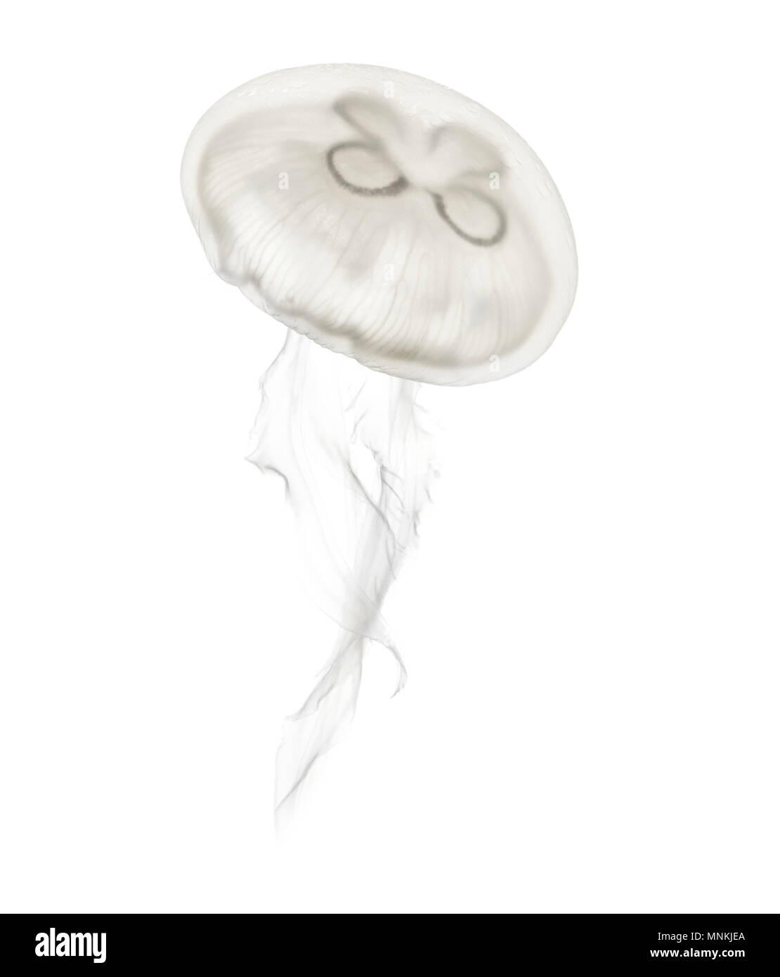 Aurelia aurita also called the common jellyfish against white