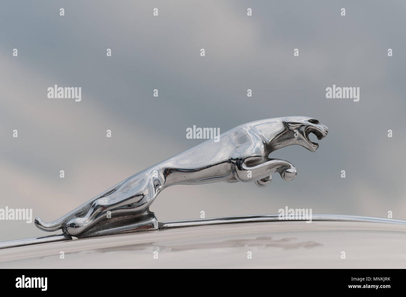 Jaguar Car Marque Stock Photo
