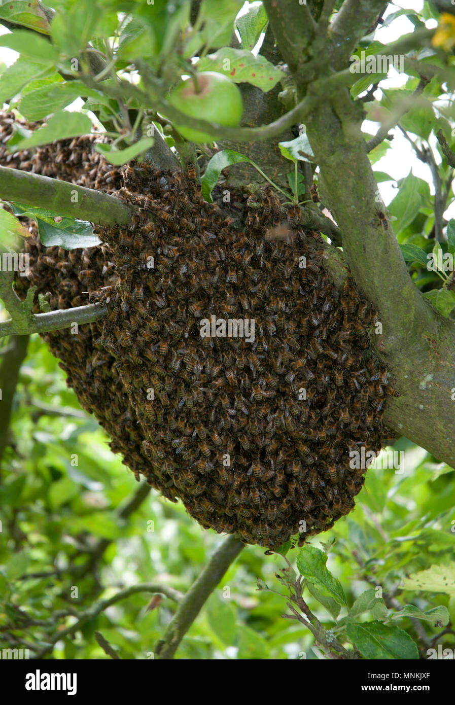 A Swarm of Honey Bees in an Apple Tree Stock Photo