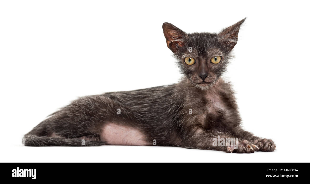Kitten Lykoi cat, 3 months old, also called the Werewolf cat lying