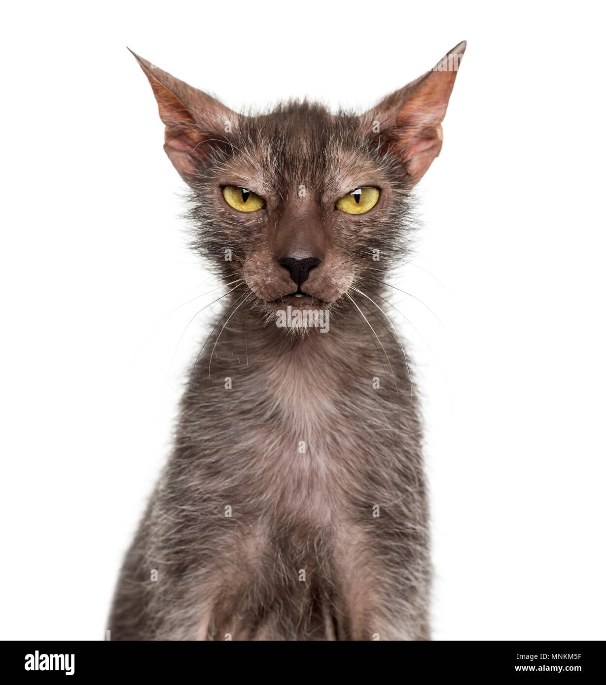 Werewolf Cats The Lykoi Breed History Fast Facts About Them ICWT Werewolf Cats The Lykoi Breed History Fast Facts About Them ICWT