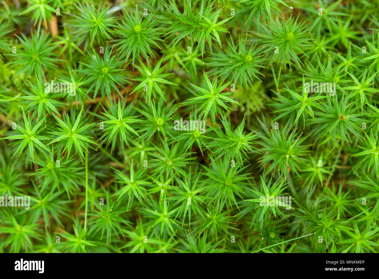 Bank Hairca moss (Polytrichastrum formosum) in woodland on the Mendip Hills, Somerset, England. Stock Photo