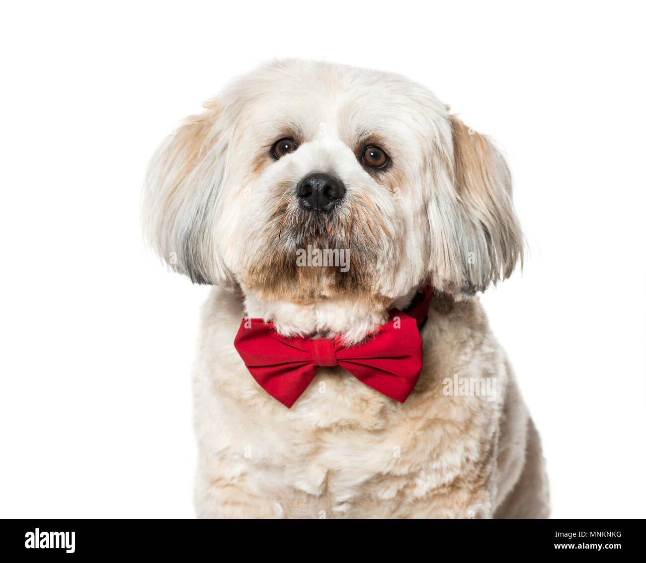Lhasa apso in bow tie against white background Stock Photo