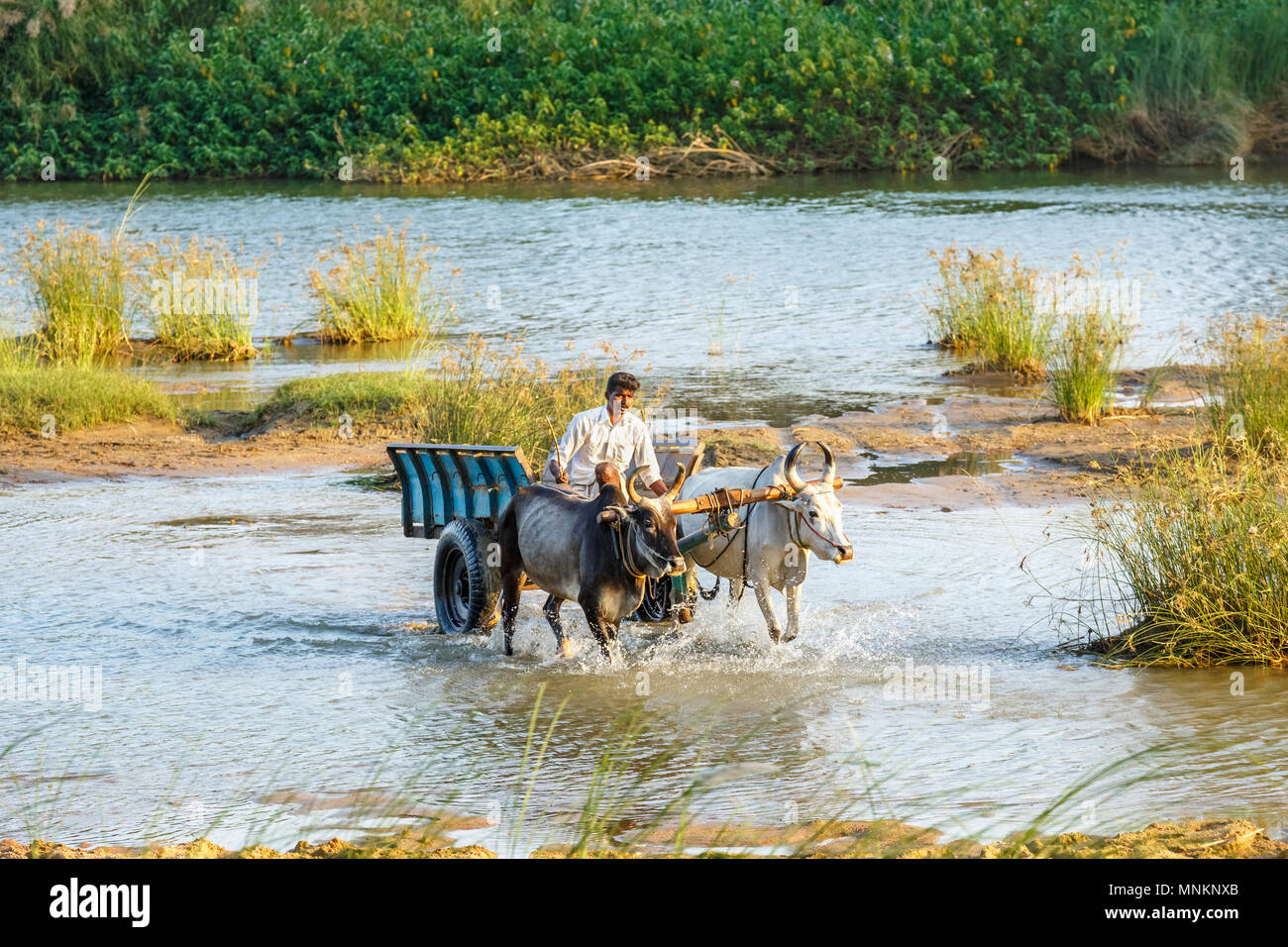 Bullock cart crossing the Vennar (a branch of the Cauvery) River Thanjavur, formerly Tanjore, a city in the south Indian state of Tamil Nadu, India Stock Photo