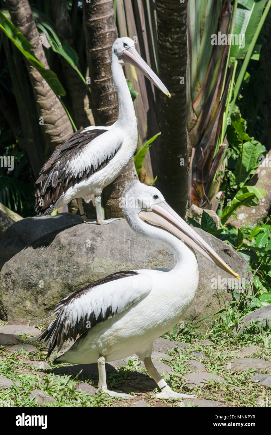 Pelecanus_onocrotalus hi-res stock photography and images - Alamy