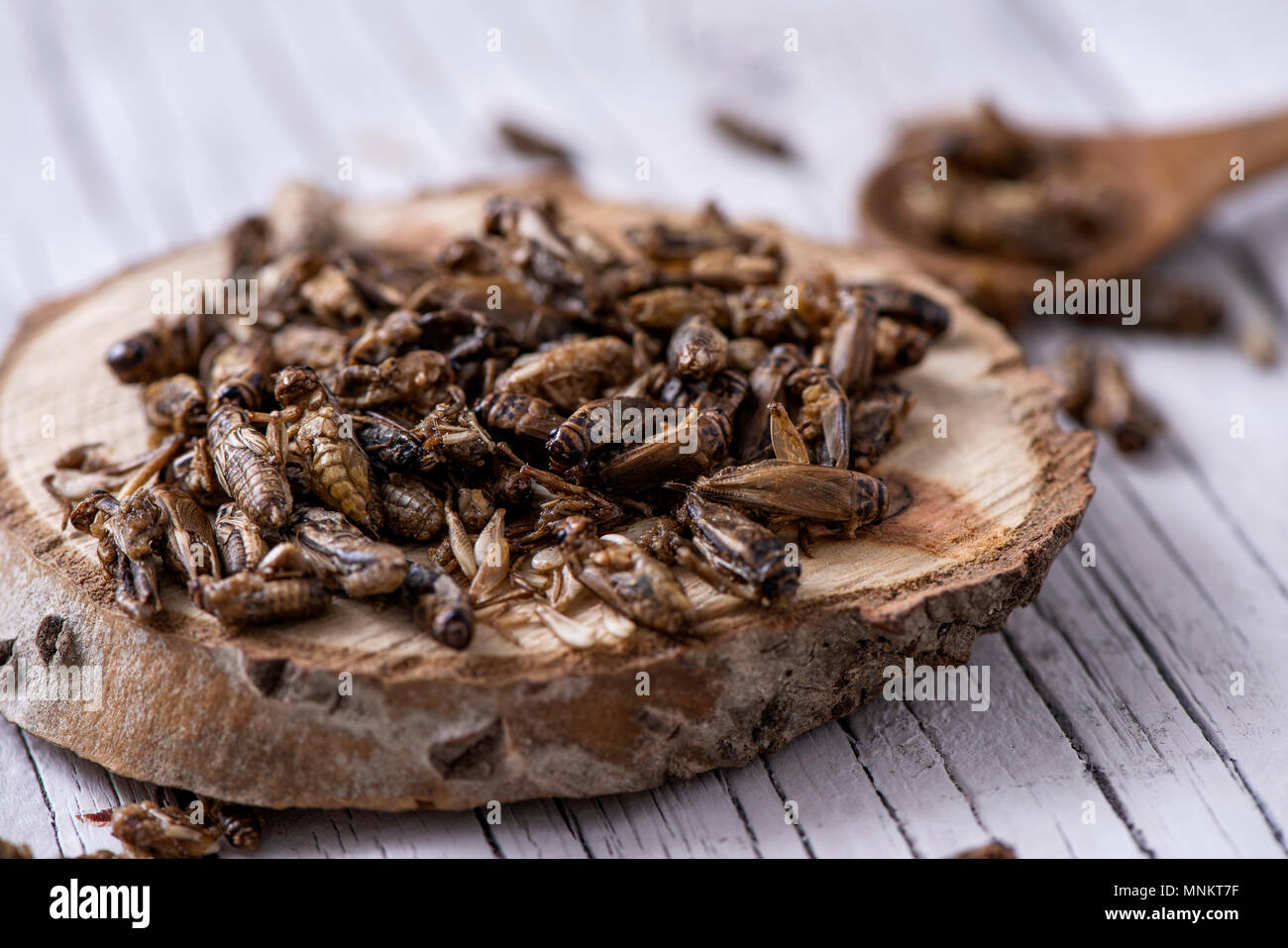 closeup of a pile of fried crickets seasoned with onion and barbecue sauce, in a wooden tray, on a rustic white wooden table Stock Photo