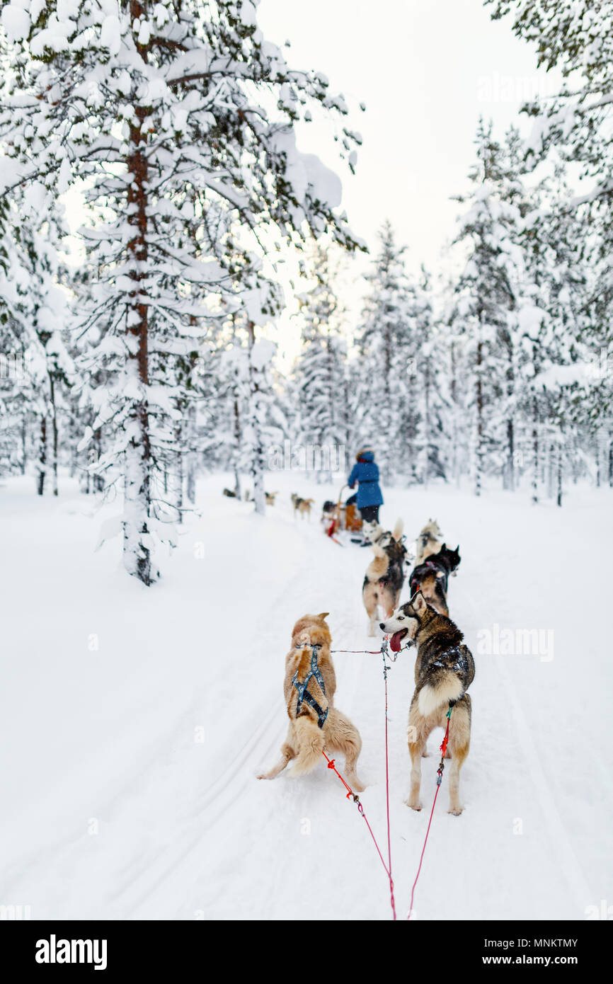 Sledding with husky dogs in Lapland Finland Stock Photo - Alamy