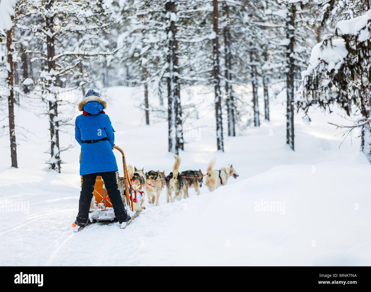 Sledding with husky dogs in Lapland Finland Stock Photo - Alamy