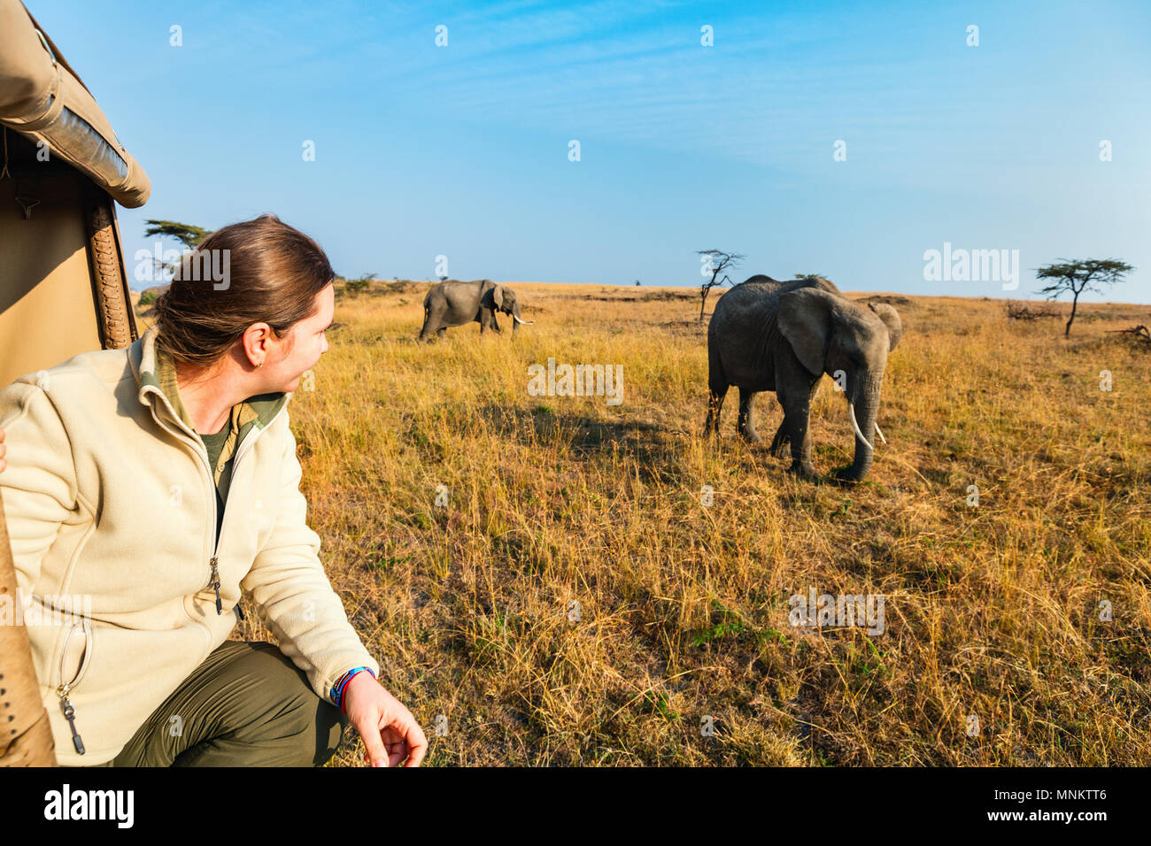 Woman on safari game drive enjoying close encounter with elephants in Kenya Africa Stock Photo