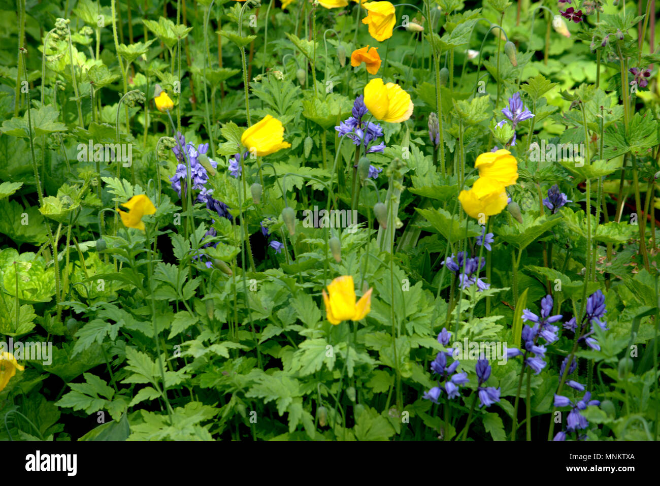 Herbaceous spring border hi-res stock photography and images - Alamy