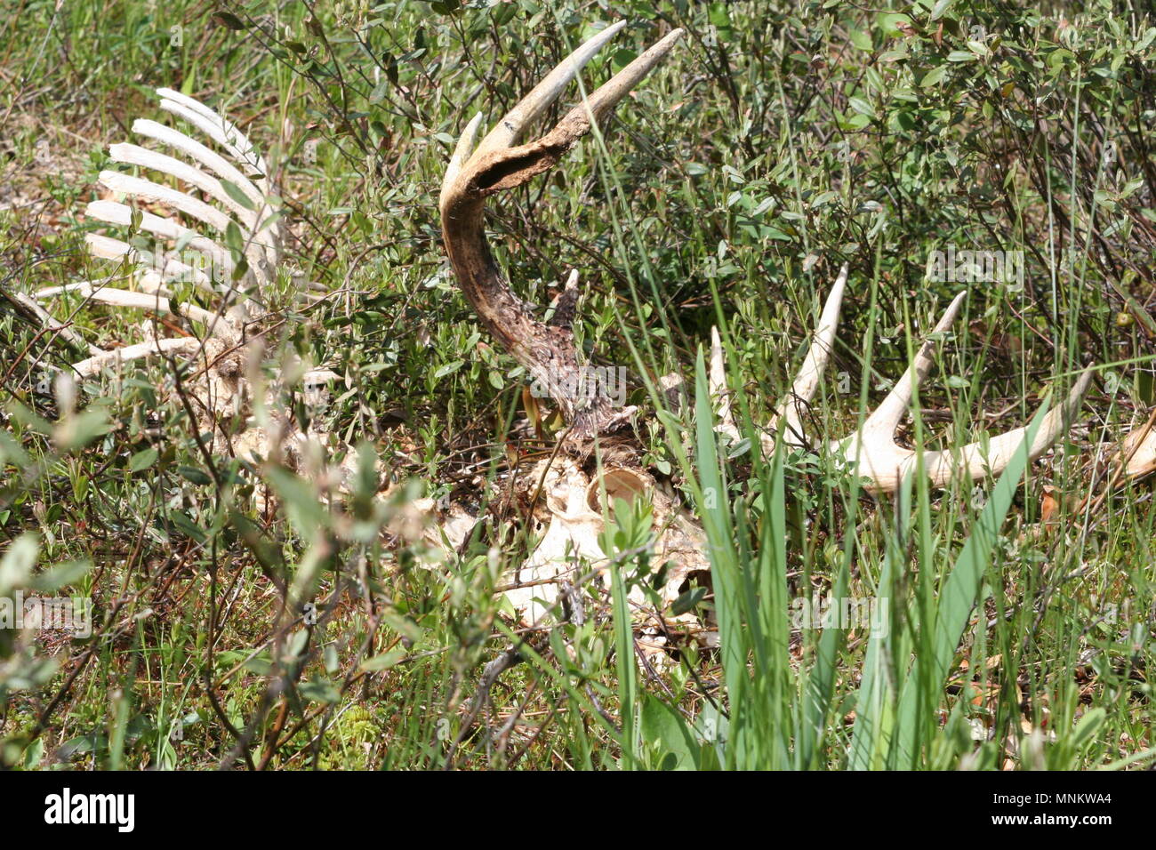 Huge old white tail buck died in the winter on the floating bog  , Life and Death of a deer in the BWCA  Wilderness. .Minnesota Canadian border area. Stock Photo