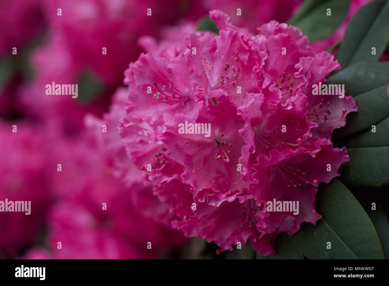 Rhododendron Germania pink purple blossom Lush rhododendron flowers close up Rhododendron blooming Rhododendron flowering spring Rhodendron blooms Stock Photo