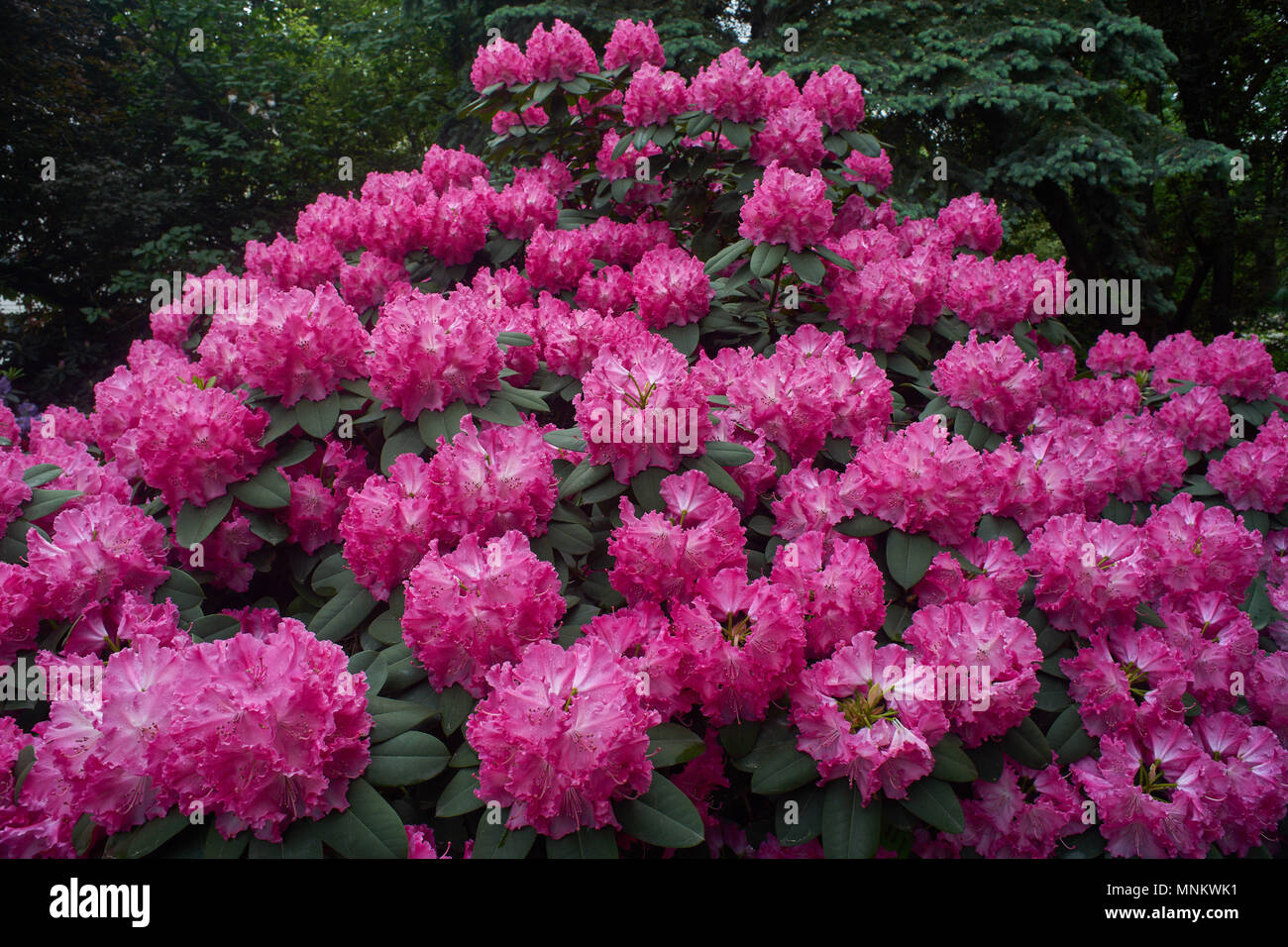Rhododendron Germania pink purple blossom Lush rhododendron flowers close up Rhododendron blooming Rhododendron flowering spring Rhodendron blooms Stock Photo