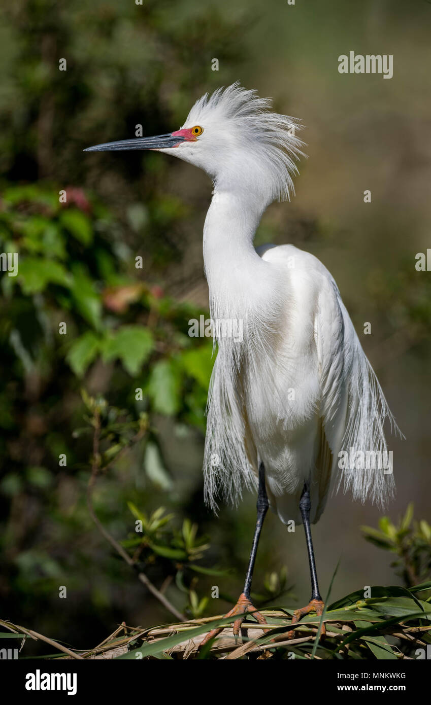 Egret in Florida Stock Photo