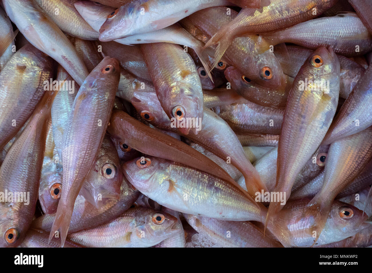 Small pink fish hi-res stock photography and images - Alamy