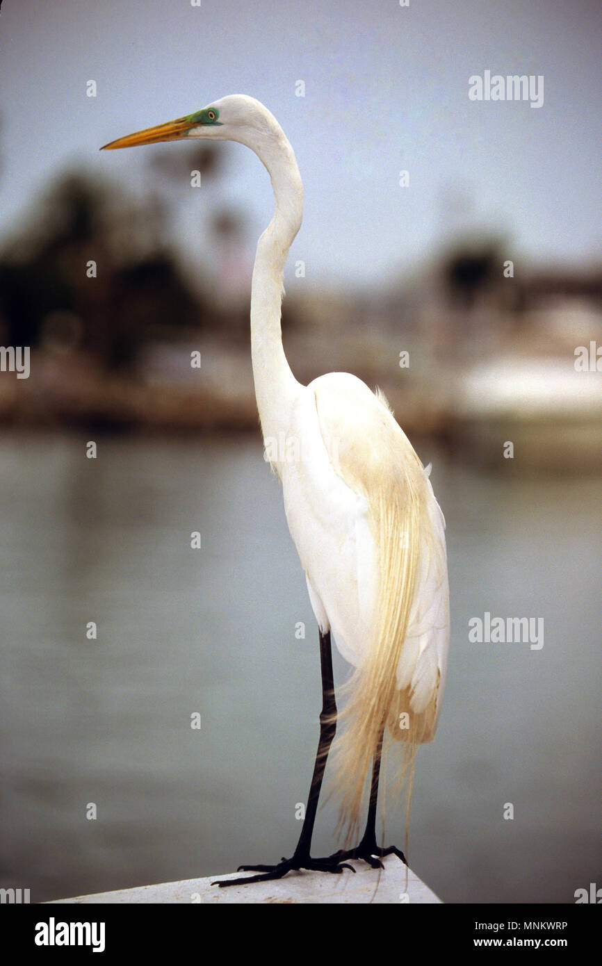 A Snowy Egret (Egretta thula) on a dock in Clearwater, Florida, USA Stock Photo