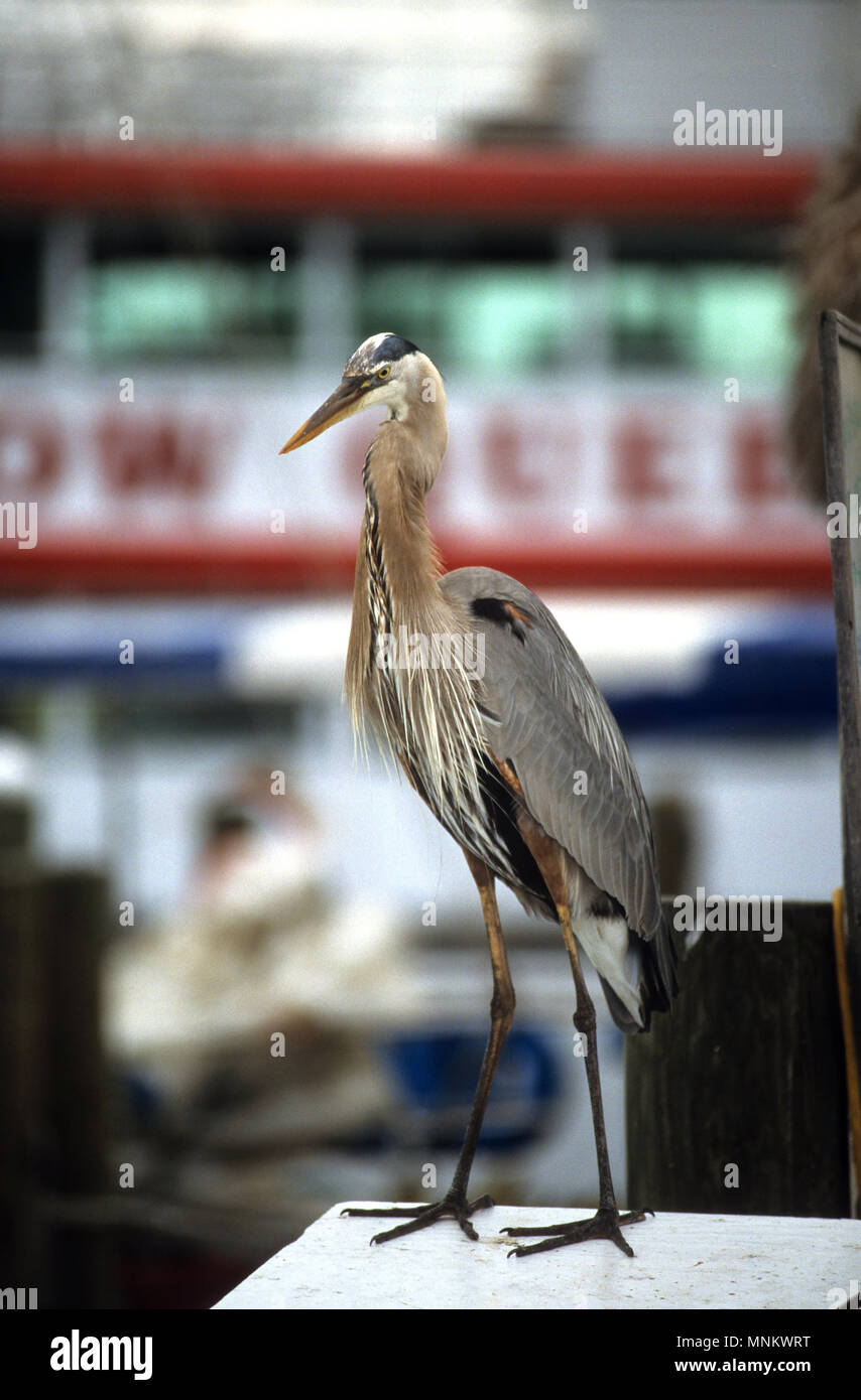 A Heron on the docks of Clearwater, Florida, USA Stock Photo