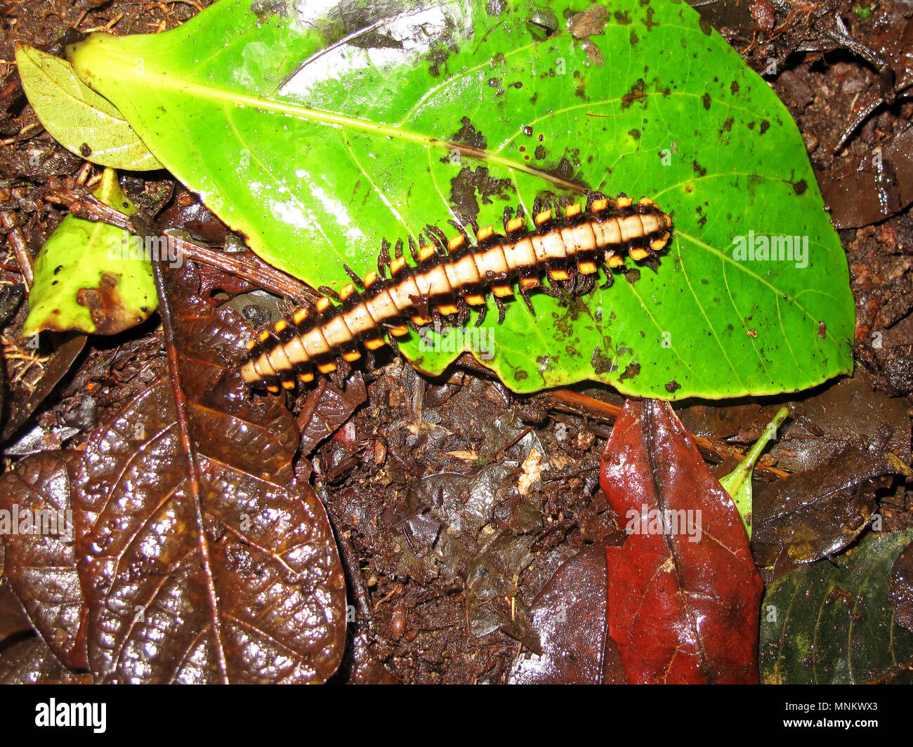 Polydesmid or flat-backed millipede in the Monteverde Cloud Forest Reserve, Costa Rica Stock Photo