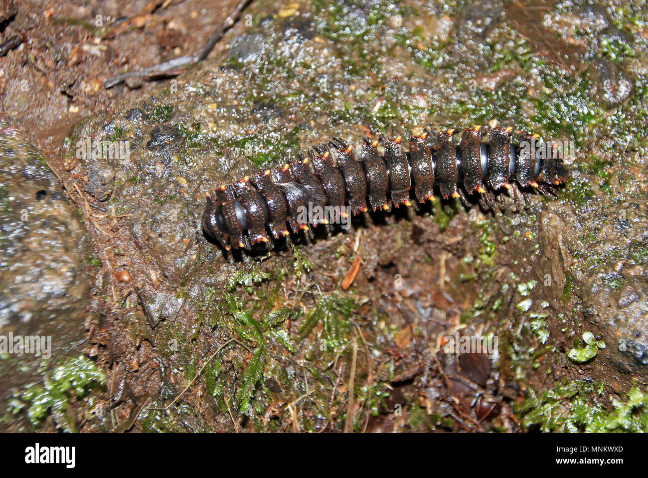 Polydesmid or flat-backed millipede in the Monteverde Cloud Forest Reserve, Costa Rica Stock Photo